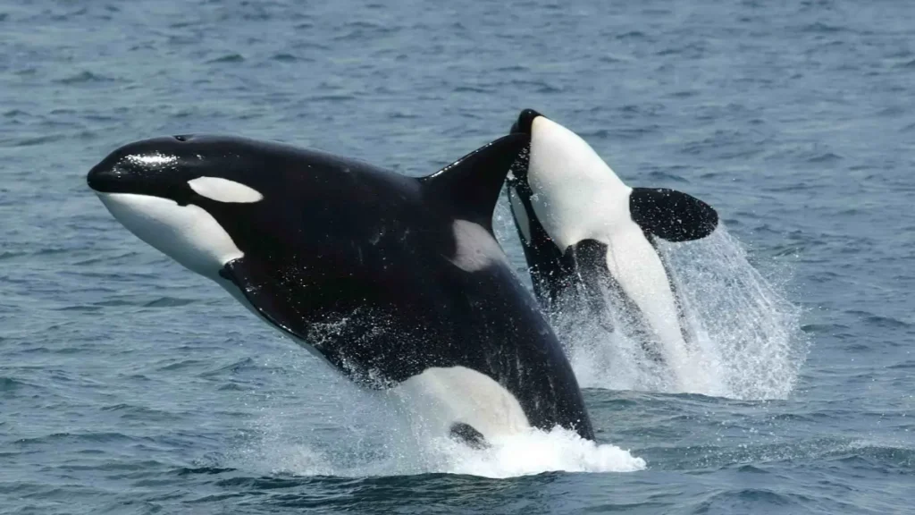 Lone Orca’s Shark Kill Shocks Scientists